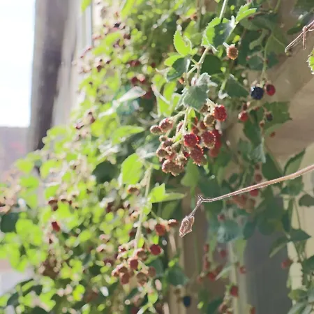 Апартаменты Gemuetliches Schmuckstueck Mit Zwei Schlafzimmern *