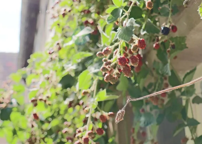 Lejlighed Gemuetliches Schmuckstueck Mit Zwei Schlafzimmern *